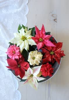 Julstjärnor i olika färger i vackert arrangemang. Foto: Blomsterfrämjandet