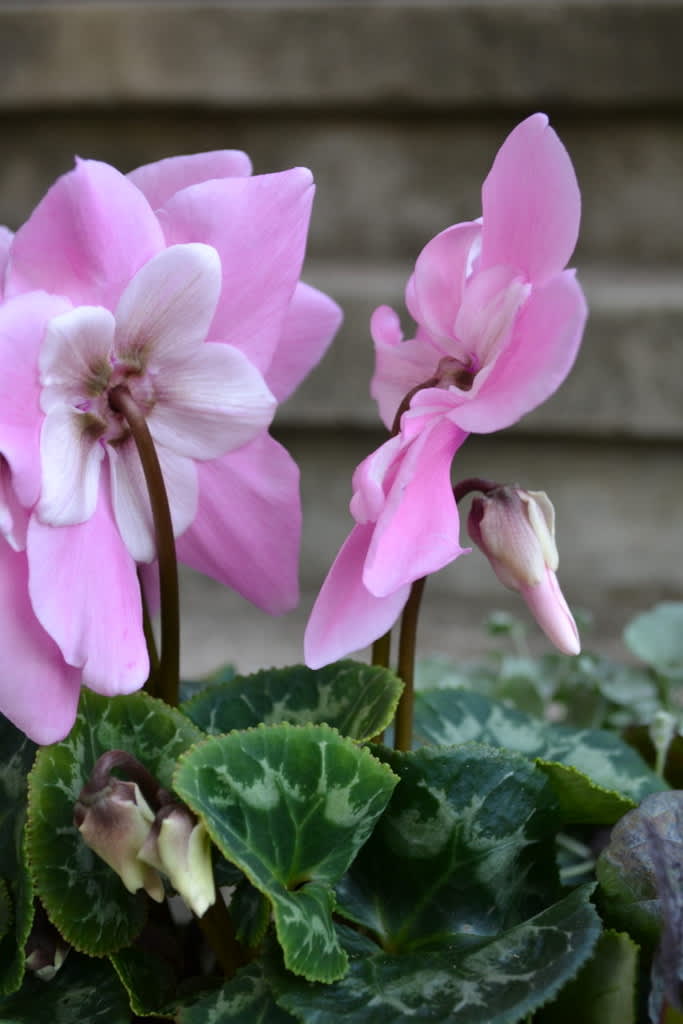 _Cyclamen persicum_ ’Pink Fleur en Vogue´
Foto: Blomsterfrämjandet/Minna Mercke Schmidt