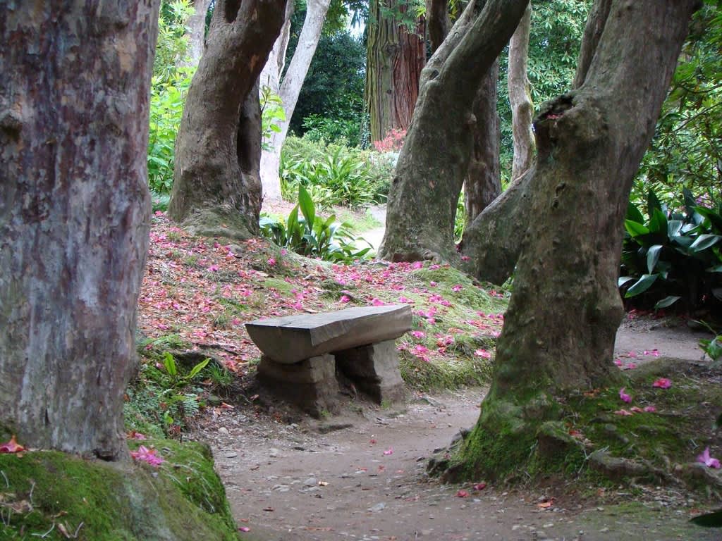 Trolskt i Villa Carlottas trädgård! Marken är täckt av rododendronblad och stammarna är rododendronträd, _Rhododenron arboreum_!