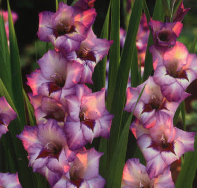 _Gladiolus x gandavensis_, Grandiflora-hybrid 'Vera Lynn'