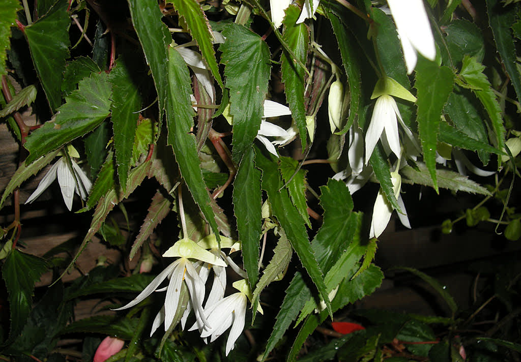 Boliviabegonia, _Begonia boliviensis_, 'White'. Foto: Sylvia Svensson