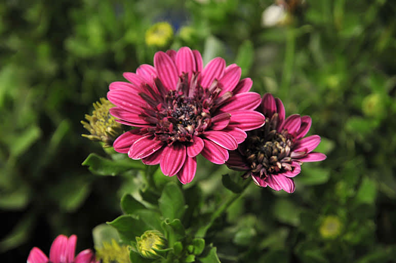 Dubbelblommande stjärnöga, _Osteospermum_.
Foto: Sylvia Svensson