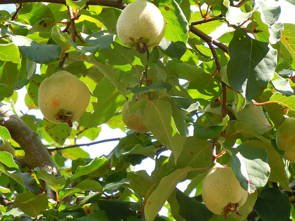 Äkta kvitten, _Cydonia oblonga_, med ludna, omogna frukter. Foto: Sylvia Svensson