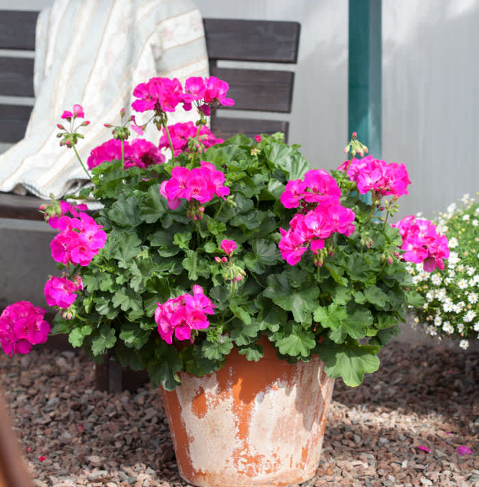 Pelargon 'Calliope Lavender Rose' 