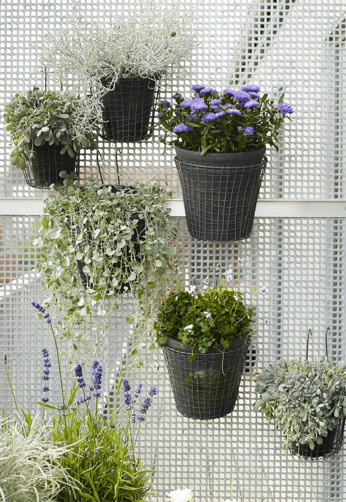 Olika, vackra växter i hängande krukor kan enkelt arrangeras över en vägg. Foto: Floradania