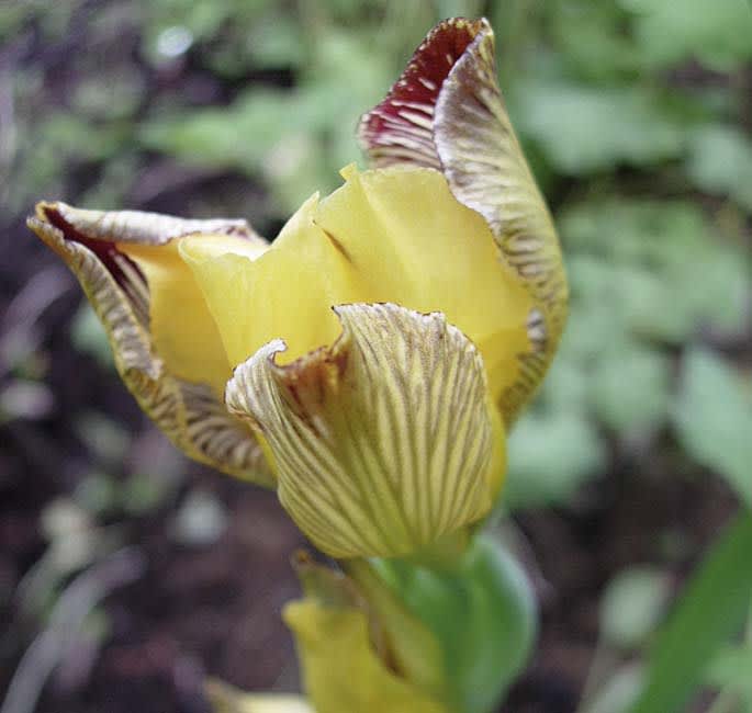 **5.** _Iris variegata_