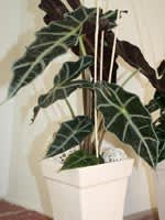 Alocasia