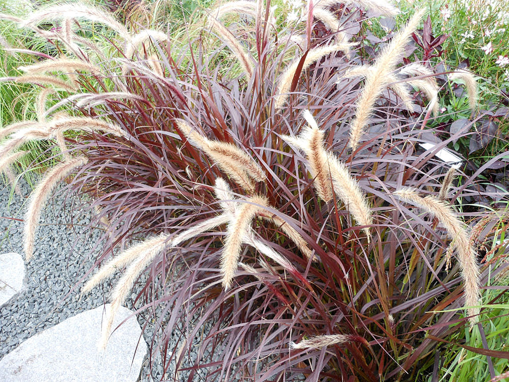 Fjäderborstgräs, Pennisetum setaceum 'Rubrum'. Foto: Sylvia Svensson