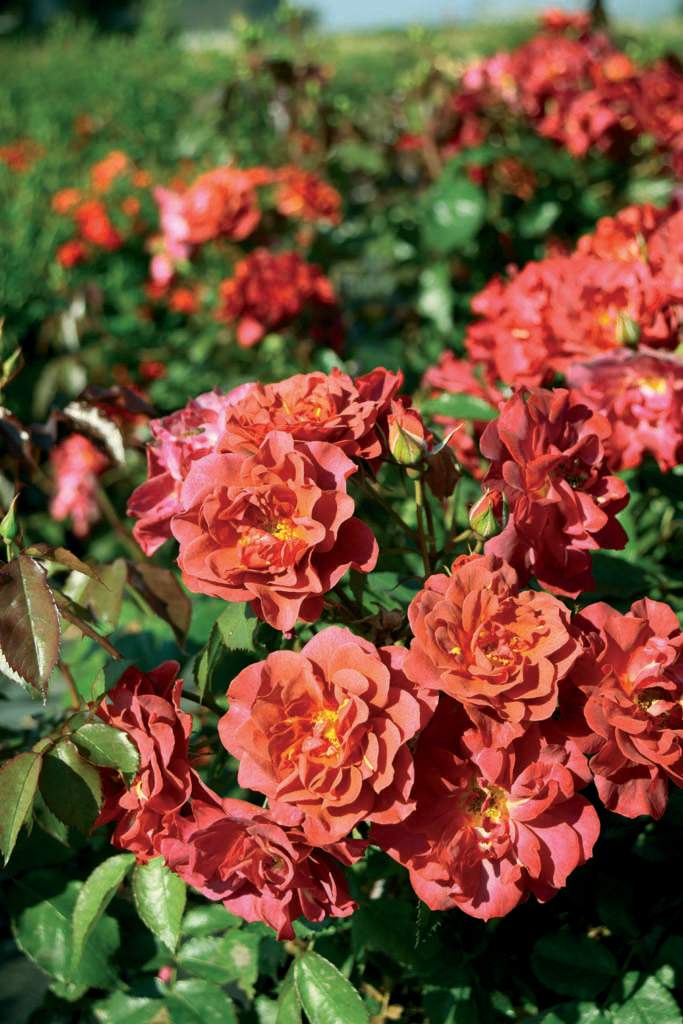 Rabattrosen, _Rosa_ 'Cinco de Mayo' har en härlig färg. Foto: BoGrönt