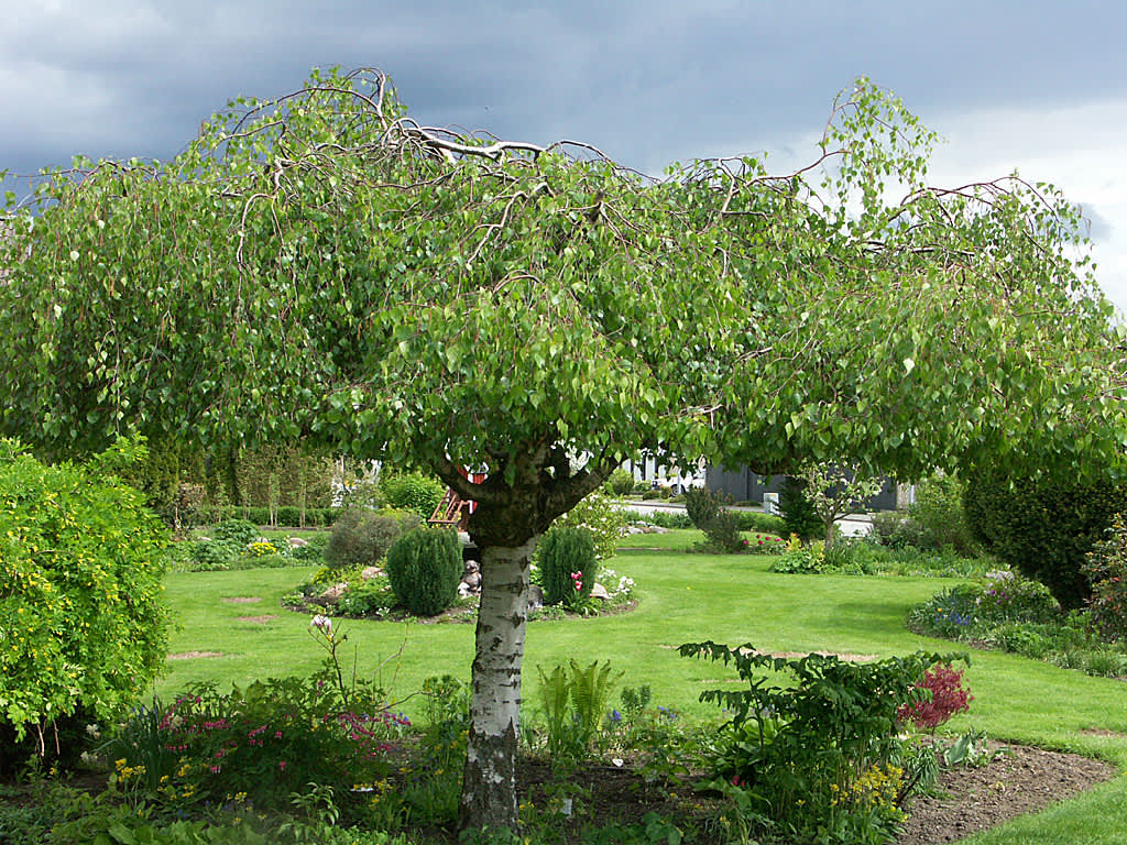 Hängbjörk, _Betula pendula_, 'Youngii' behöver formklippas då och då.
Foto: Sylvia Svensson
