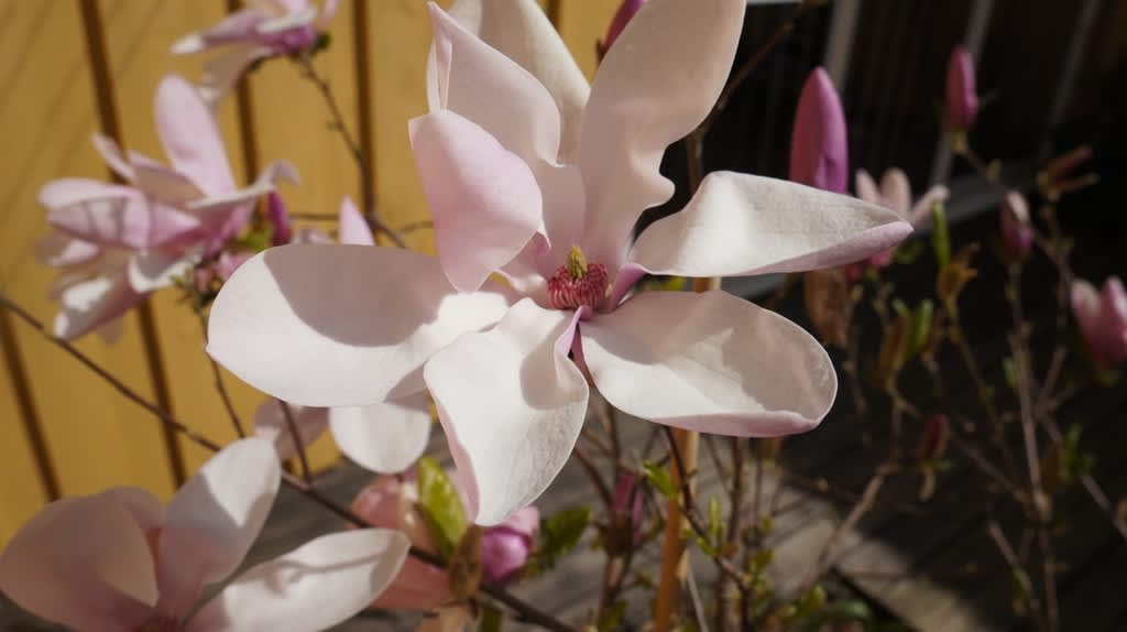 På avstånd är magnolian 'Jane' också vacker, men med ett hel annat uttryck. Foto: Tommy Högberg