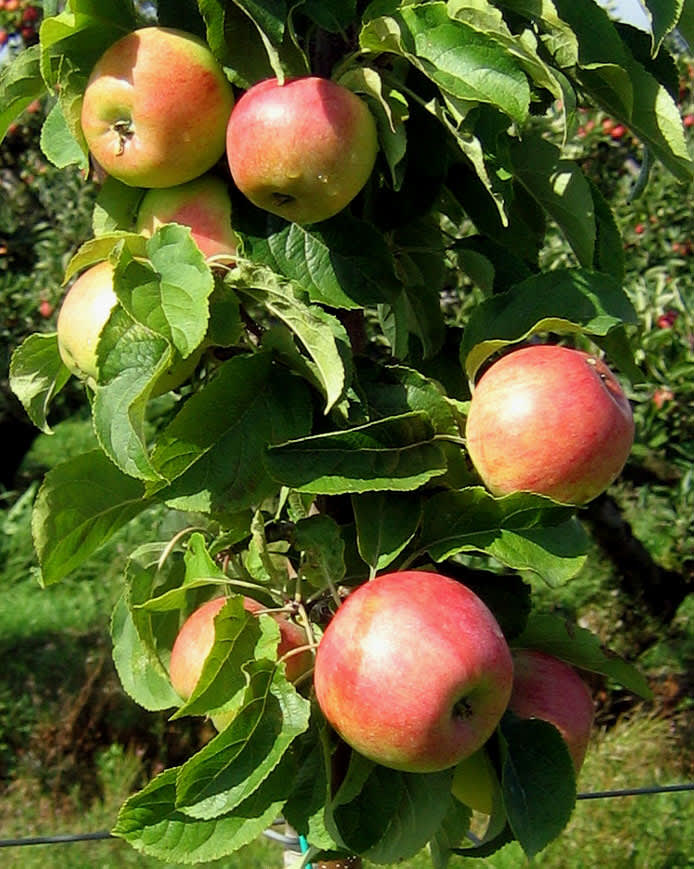 Äpple 'Fredrik' E.