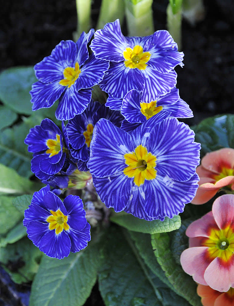 Vårprimula, _Primula vulgaris_ 'Zebra Blue' och 'Appleblossom'.