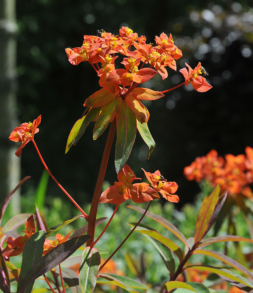 Euphorbia griffitii, eldtörel
Foto: Bernt Svensson