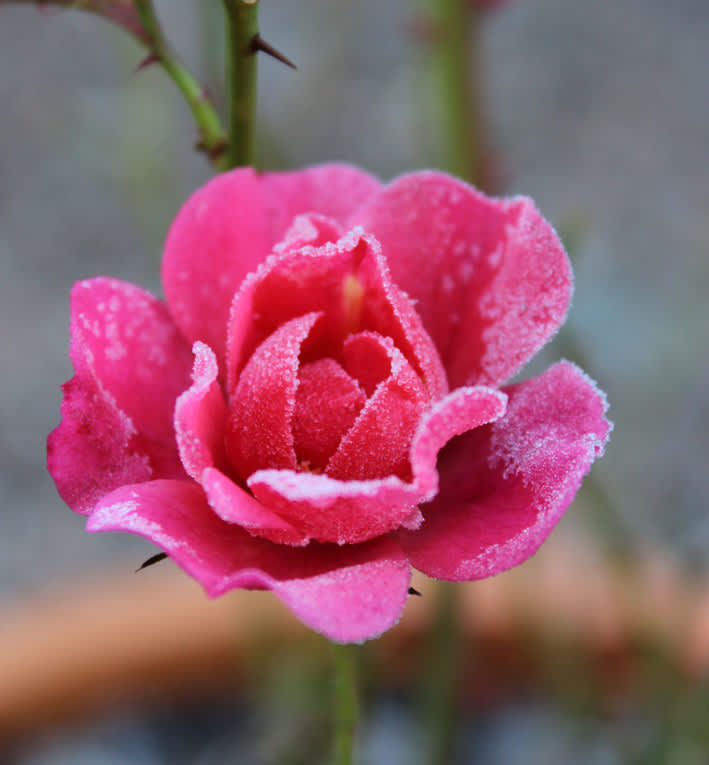 En ensam, frostnupen ros utgör ett väldigt vackert blickfång! Foto: Helena Linell