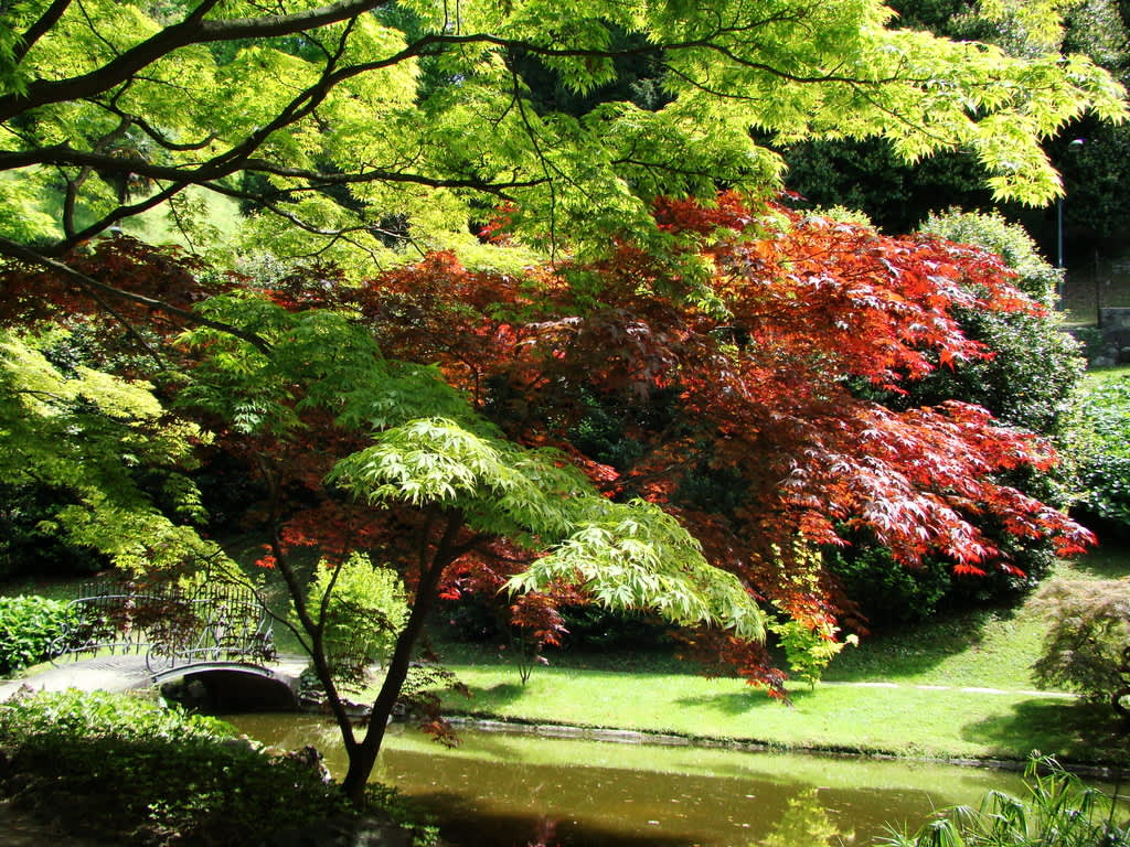 Den japanska trädgården. En plats för lugn och eftertanke.