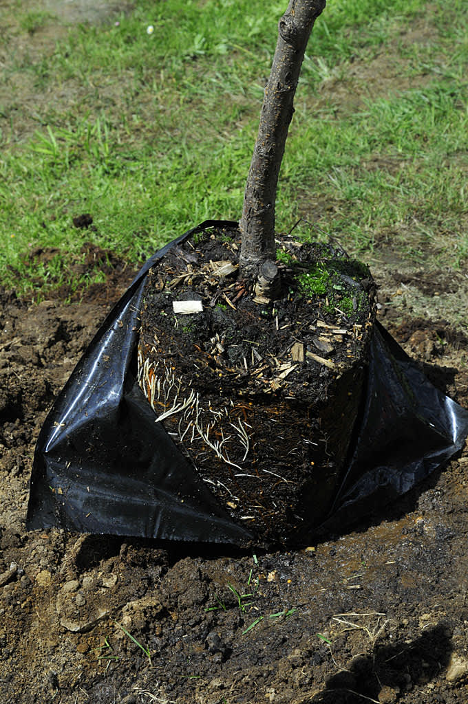 Ta bort krukan eller plasten runt trädets rötter. Foto: Bernt Svensson