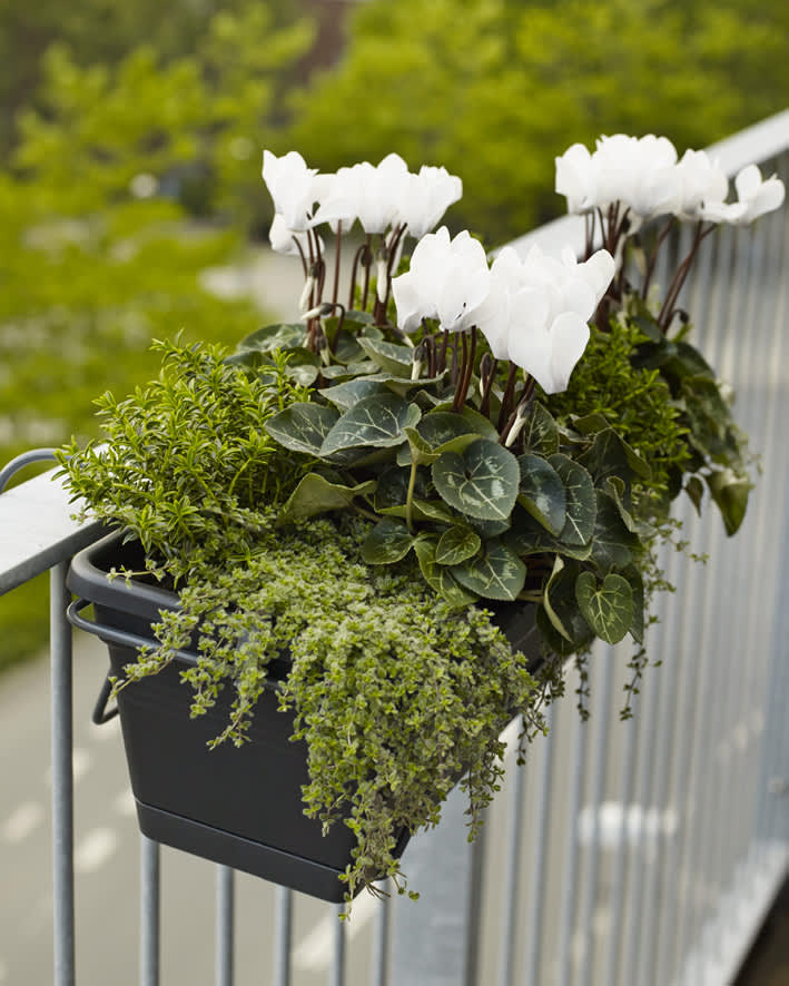 Cyklamen fungerar utmärkt utomhus, den klarar det ända fram tills det blir frost. Foto: Floradania