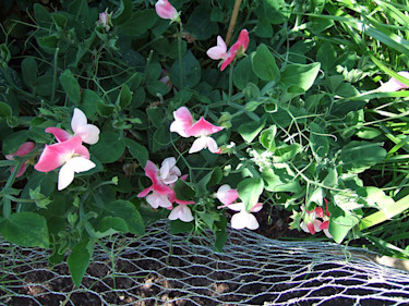 Luktärt 'Cupido Pink' .