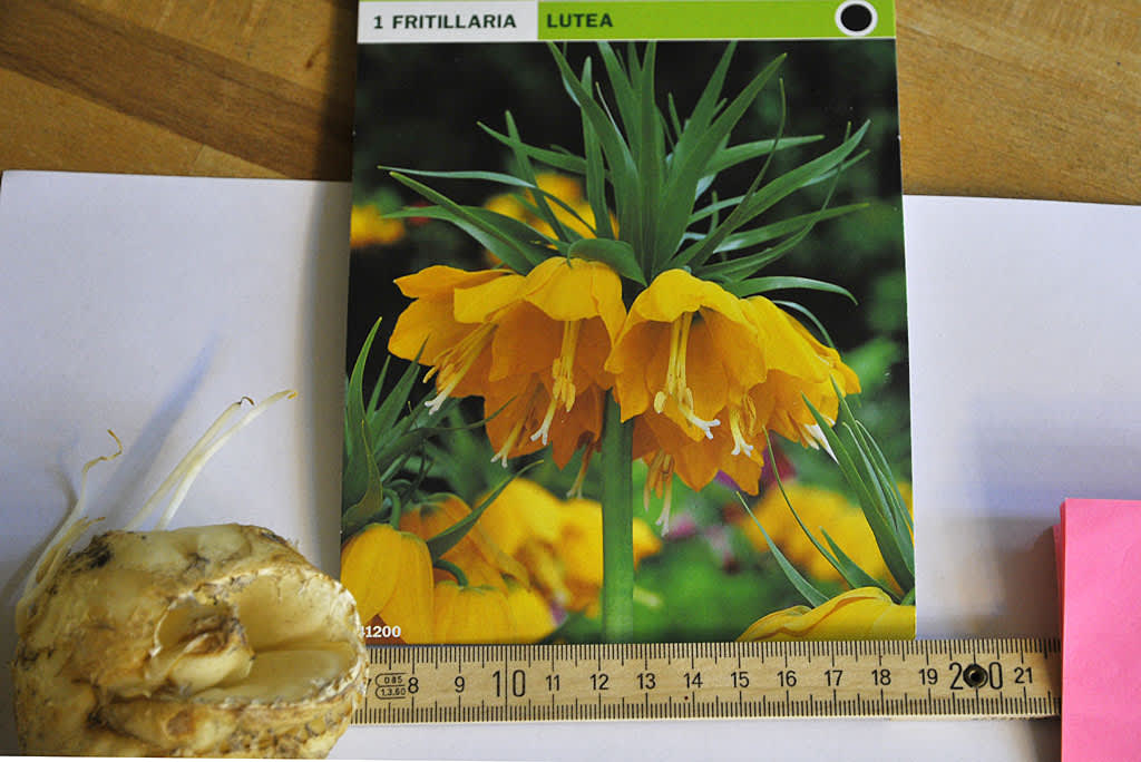 Planteringsdjup = 3 x lökens höjd. Kejsarkrona ca 20 cm djupt. OBS! Hålet i mitten på Fritillaria-löken! 