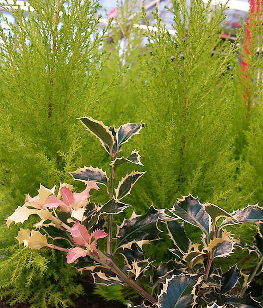 Ädelcypress, _Chamaecyparis lawsoniana_, 'Gold Crest' med järnek, _Ilex_ 'Argenteo-marginata', i förgrunden.
Foto: Sylvia Svensson