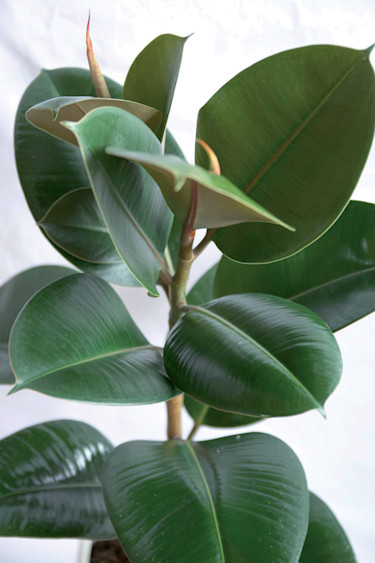 Fönsterfikus, _Ficus elastica_.