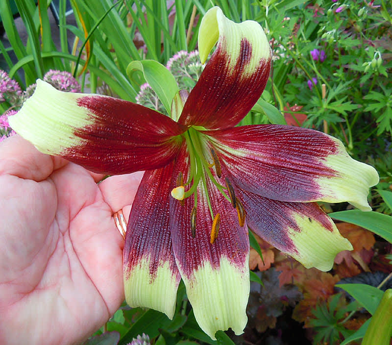 **Elfenbenslilja**, _Lilium nepalense_.
Foto: Sylvia Svensson