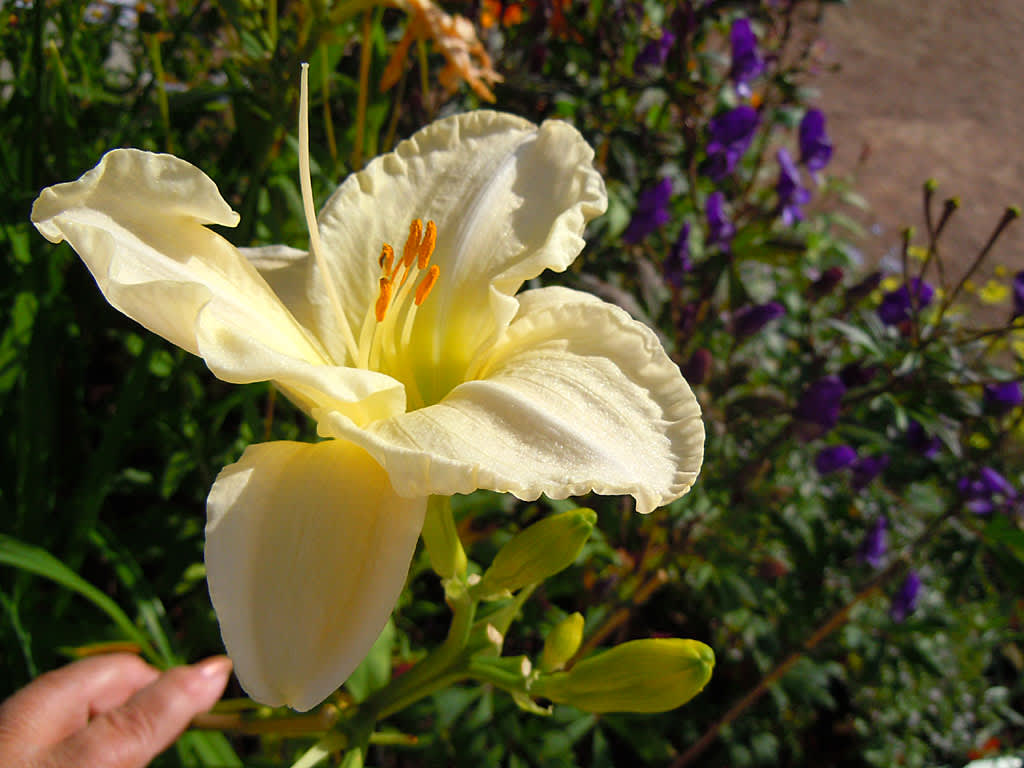 _Hemerocallis_ 'White Temptation'.
Foto: Sylvia Svensson