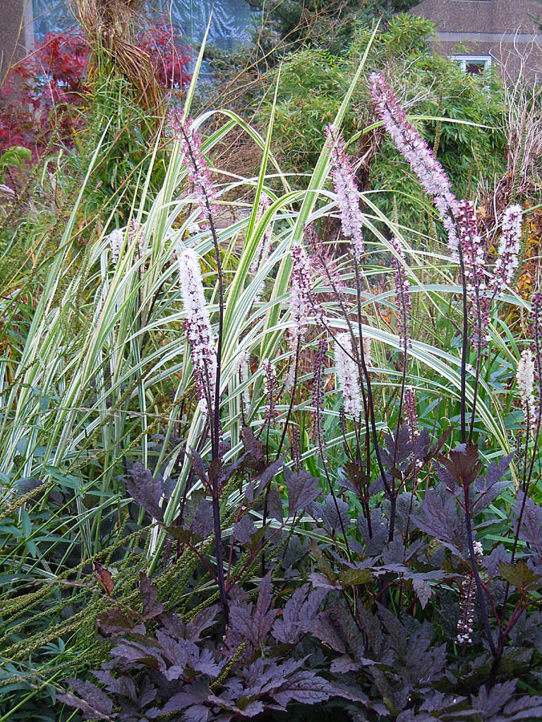 _Miscanthus sinensis_ 'Variegata' och _Cimicifuga simplex_ 'James Compton'. 
Foto: Sylvia Svensson