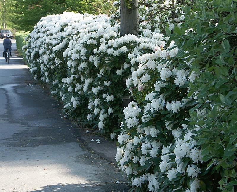 Rhododendron 'Cunningham White' som häck.Foto: Bernt Svensson