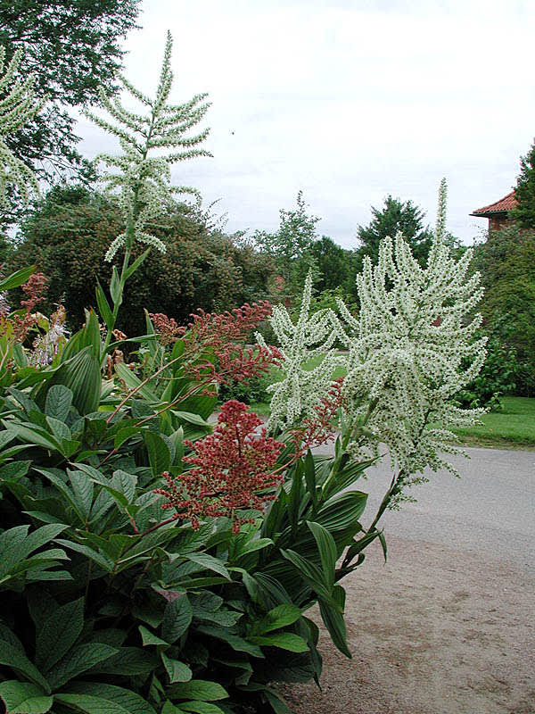 Rodgersia, _Rodgersia pinnata_, och nysrot, _Veratrum album_. 
Foto: Sylvia Svensson