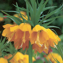 Kejsarkrona, _Fritillaria imperialis_  'Lutea'. Foto:  [Odla.nuShop](http://erbjudande.odla.nu/hl/?utm_source=odla&utm_medium=webb&utm_campaign=shopspalt1)