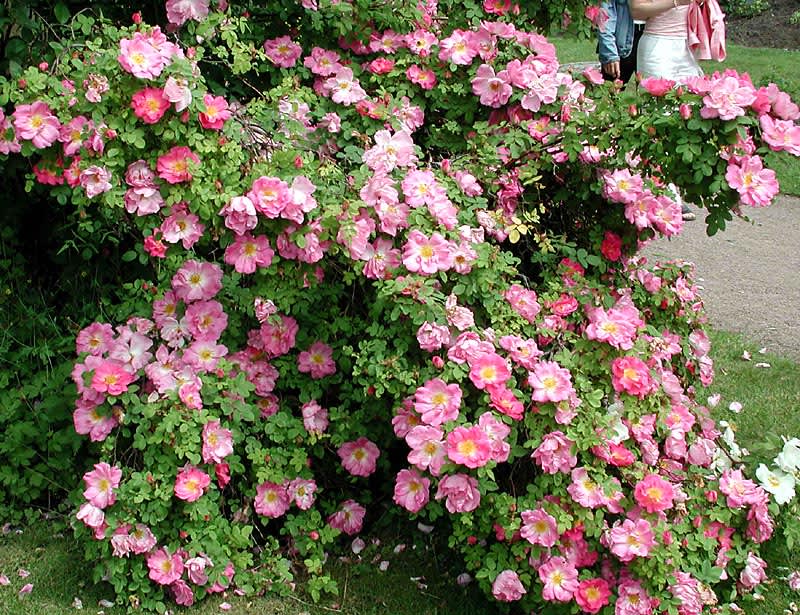 Buskros _Rosa_ 'Marquerite Hilling' syn. _'Pink Nevada'_.Foto: Sylvia Svensson