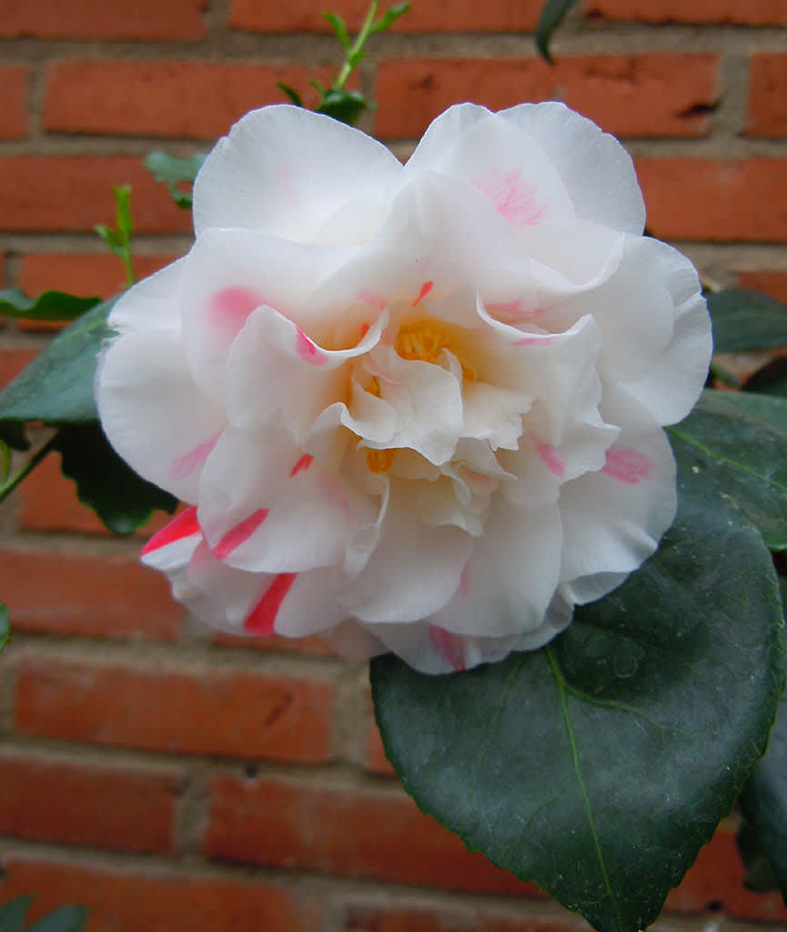 _Camellia japonica_ 'Extravaganza'
Foto: Sylvia Svensson