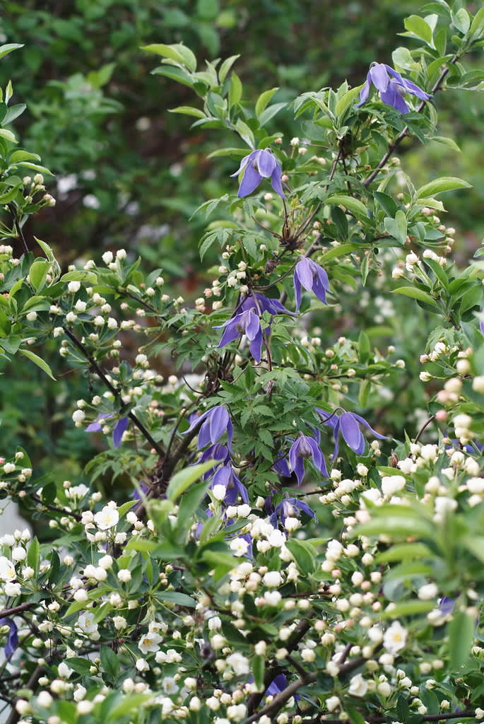 Alpklematis ’Cyanea’ planterad invid en bukettapel.