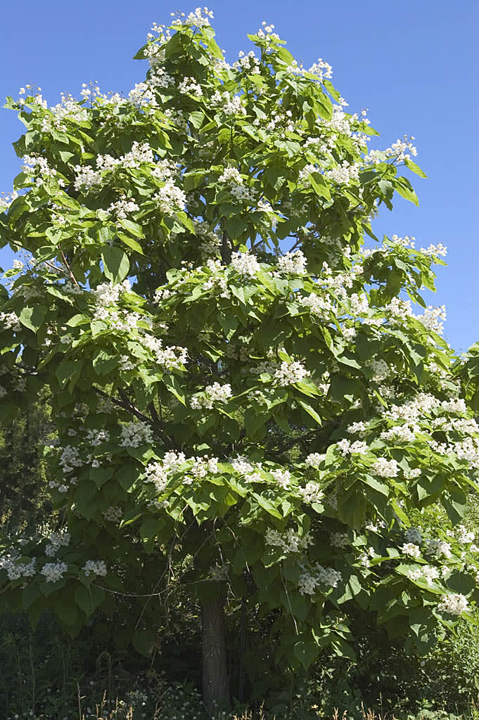 _Catalpa speciosa_, praktkatalpa. Ett ståtligt träd med vackra, vita blommor.
Foto: Bailey Nurseries Inc