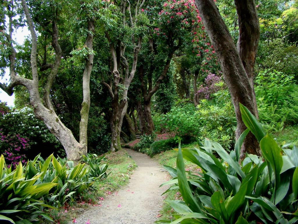 Här ligger en riktig rododendronskog med _Rhododenron arboreum_, rododendronträd. Riktigt häftigt!