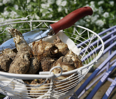 Du har chans att vinna ett stort paket med blandade vårblommande lökar. Foto:Blomsterfrämjandet/IBC