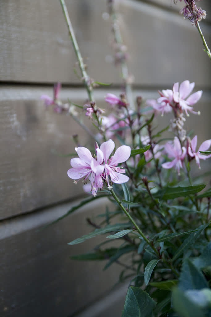 Sommarljus, _Gaura lindheimeri_. Foto: Blomsterfrämjandet.