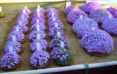 Dionysia och hybrider.