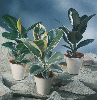 _Ficus elastica_, **fönsterfikus**