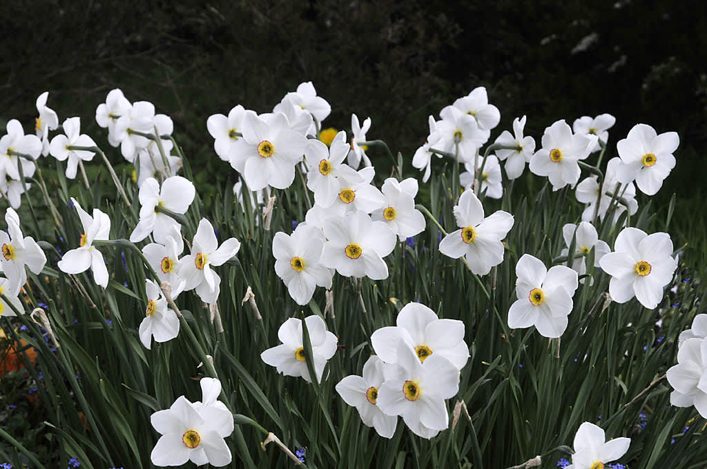 Gammal pingstliljasort, Narcissus poeticus 'Recurva'. Foto: Sylvia Svensson