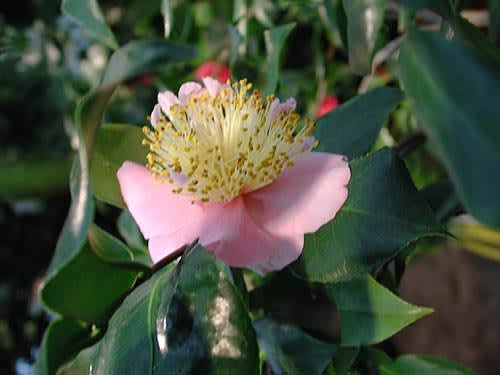 _Camellia japonica_ 'Yachiyo'.