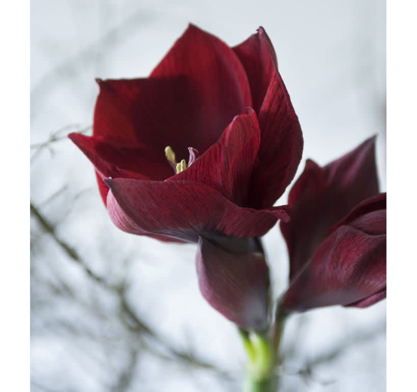 Mörkröd amaryllis i närbildFoto: Blomsterfrämjandet