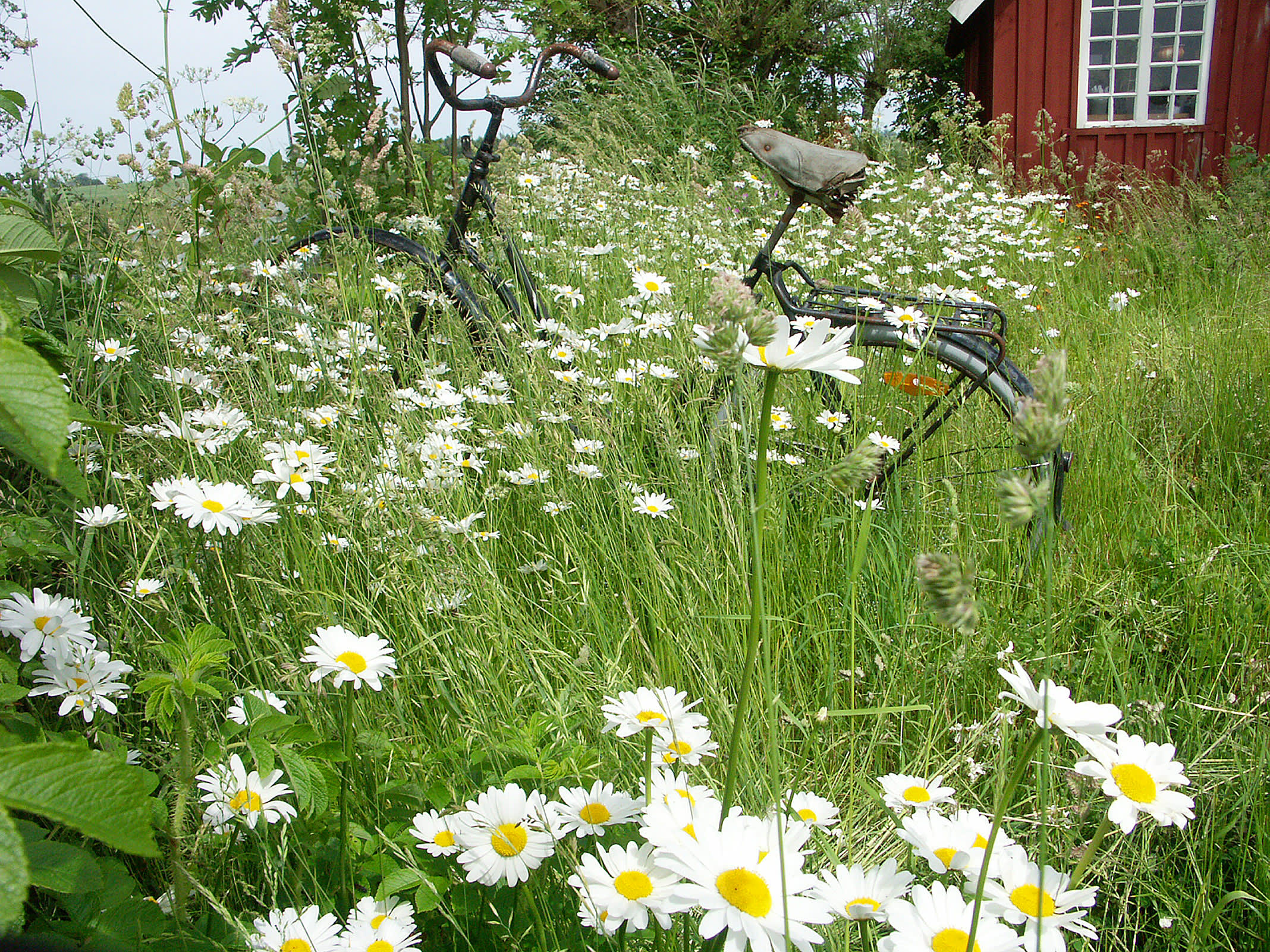 Sommartorpet. Foto: Sylvia Svensson