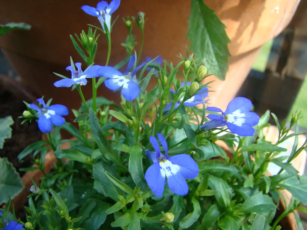 Lobelia är en av de riktigt klarblå sommarblommorna. 
Foto: Katarina Kihlberg