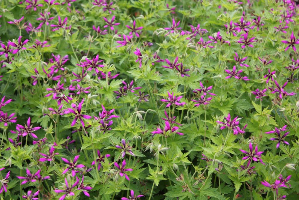 Nävan _Geranium psilostemon_ 'Catherine Deneuve' är mattbildande.
Foto: CNB New Plants