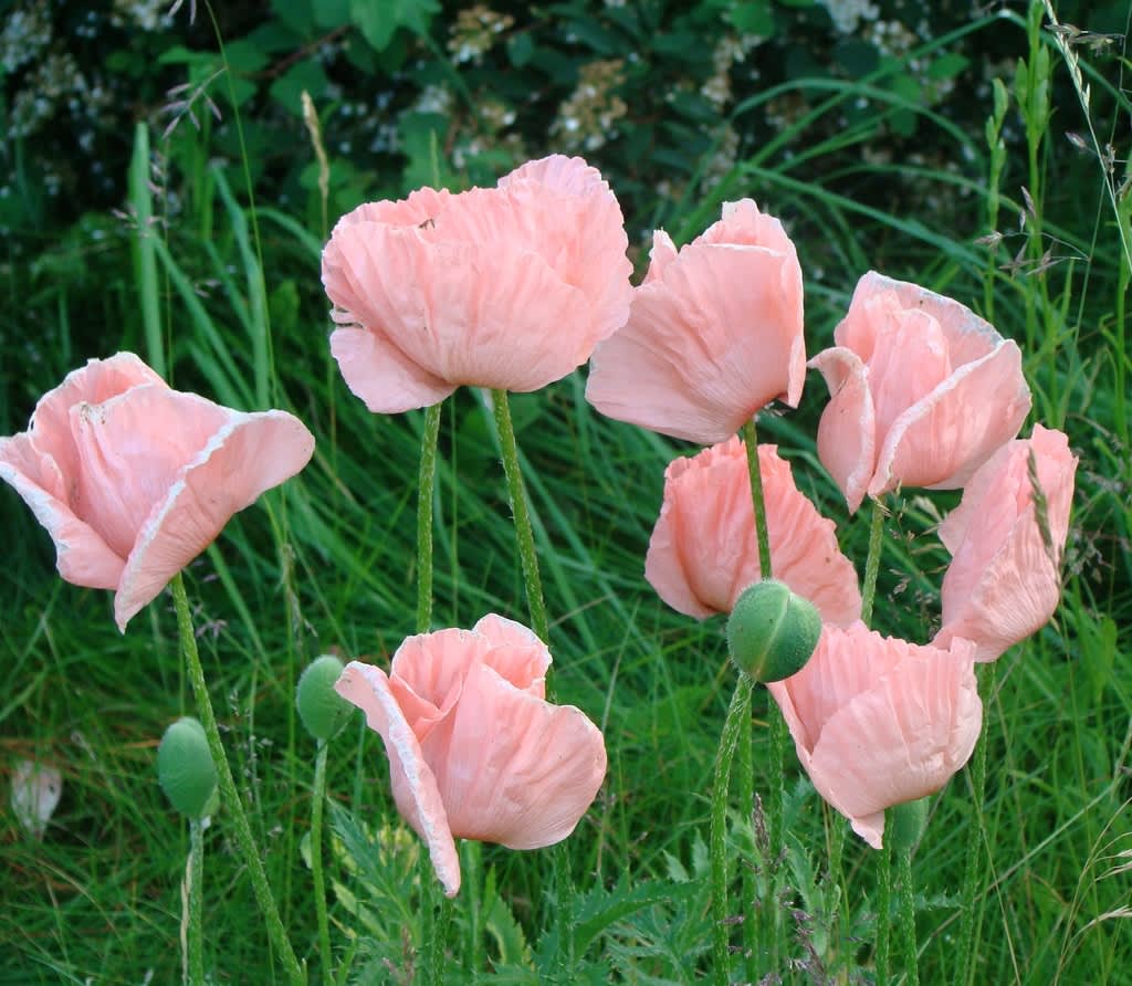 När vallmon väl blommar fram i juni har vi kommit en bit i våra trädgårdssysslor. Då samlar vi ihop nya artikeltips!