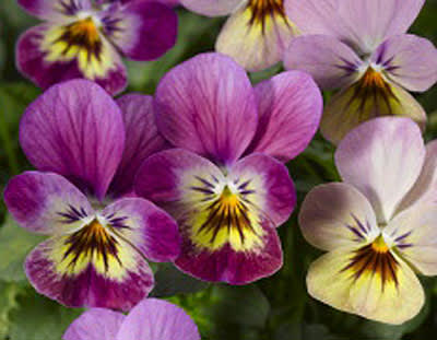 Minipenséer från _Viola_ Tricolor-Gruppen
Foto: Blomsterfrämjandet/Syngenta