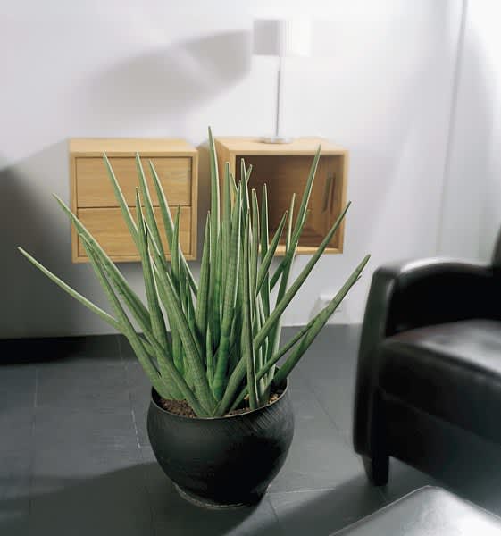 _Sansevieria cylindrica_.